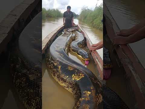 Giant Anaconda on Fishing Boat in Amazon River#Wriggling Scene#Horror Scene#Natural Wonders
