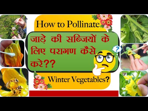 शर्दी में ज़्यादा सब्ज़ीयों के लिए करें हाथों से परागण Winter vegetable gardening & Hand pollination