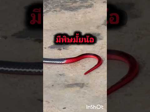 ไอ้เราก็นึกว่าสายยาง ที่ไหนได้#snake #snakes