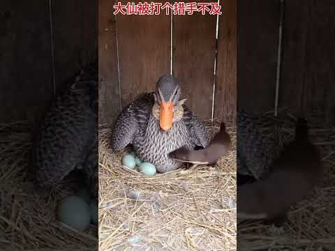 黄大仙被骗了,这里压根没有鸭子!#热门 #大熱門 #搞笑 #搞笑视频 #搞笑視頻 #黄鼠狼 #funny #動物 #可爱 #家庭 #animals