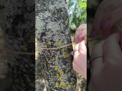 GIRL Figured Out How To Dry Clothes In The Forest!๐๐#camping #survival #bushcraft #outdoors