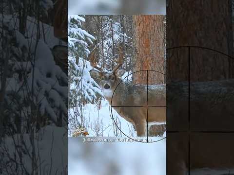 Gotta love Saskatchewan Bucks!! #hunting #whitetaildeer #saskatchewan #bigbuck