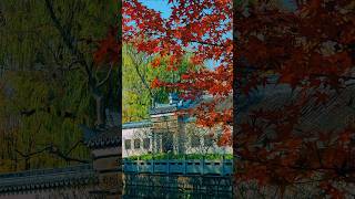 Winter Shanghai #shanghaiwalk #loveshanghai #ZabeiPark