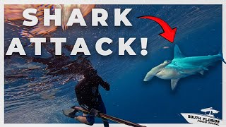 Hammerhead ATTACKS while Spearfishing {Catch Clean Cook} GERMAN Backfisch Recipe