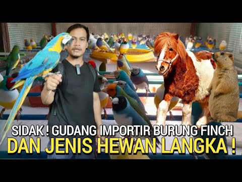 HEWAN JINAK ! BURUNG FINCH TERMURAH DAN HEWAN LANGKA DI PASAR BURUNG PRAMUKA HARI INI