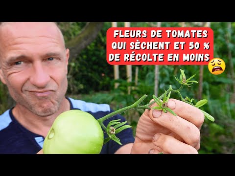 La galère des fleurs de tomates qui sèchent ► Observation et solutions