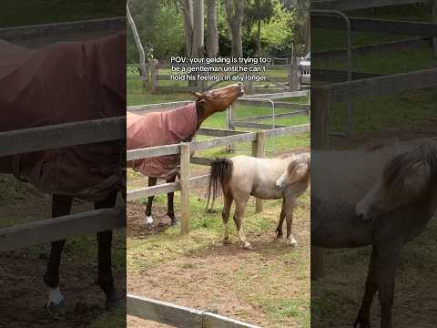 I don’t think my gelding is a gelding… #equestrian #horse #gelding #stallion #mare #horses #pony
