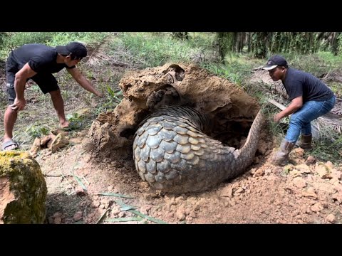 MENGGEMPARKAN PENEMUAN HEWAN PALING LANGKAH DI DUNIA !!!