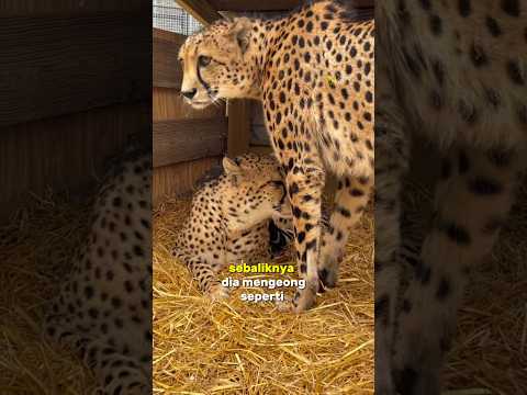 Cheetah sama aja Kayak si Oyen #shorts #faktalucuhewan