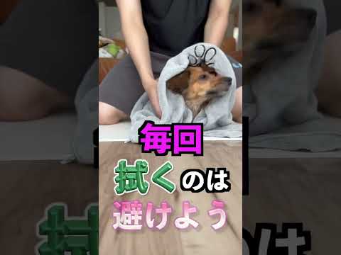 【したら最後】犬が泣くほど辛い嫌なこと4選