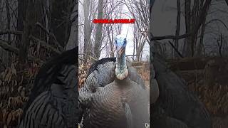 Tom Turkey 'In Your Face' Gobble! #shorts #turkey #turkeycall