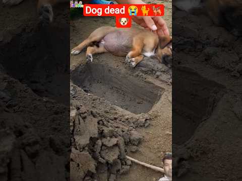 Dog 🐶🐶 #funny😭😭#ytshortsvideo