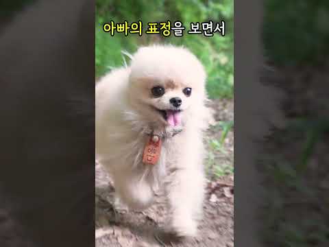 강아지가 행복하다는 증거 4가지
