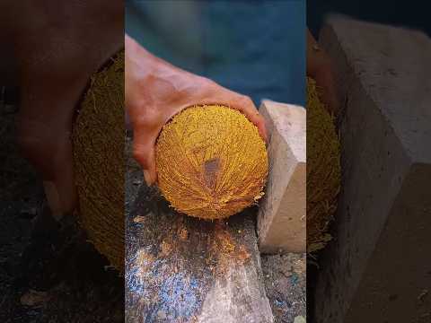 How do people crack hard coconuts? #shorts