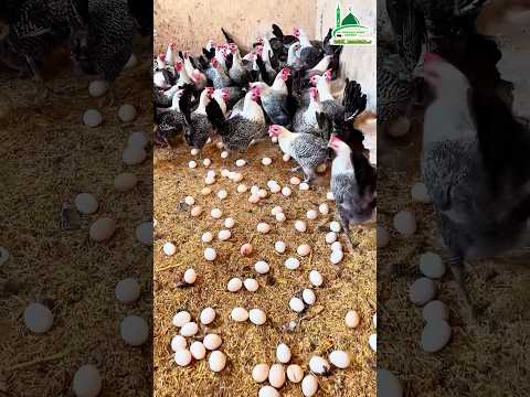 ফাউমী মুরগি ডিমের রানী কথাটা কি সত্য ??🐓🥚🐔🥚🥚