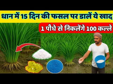 धान में कल्ले और फुटाव बढ़ाने का बेस्ट फॉर्मूला | Dhan Me Kalle kaise badhaye | Dhan ki kheti |dhan
