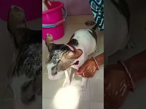 #comedy #pets #trending #cat #studywithmeandmycat #catvideos