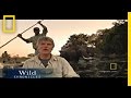 Wild Chronicles: Elephants in Botswana