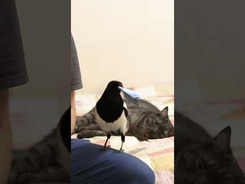 Бизнес - ничего личного #magpie #сорока #vinchago