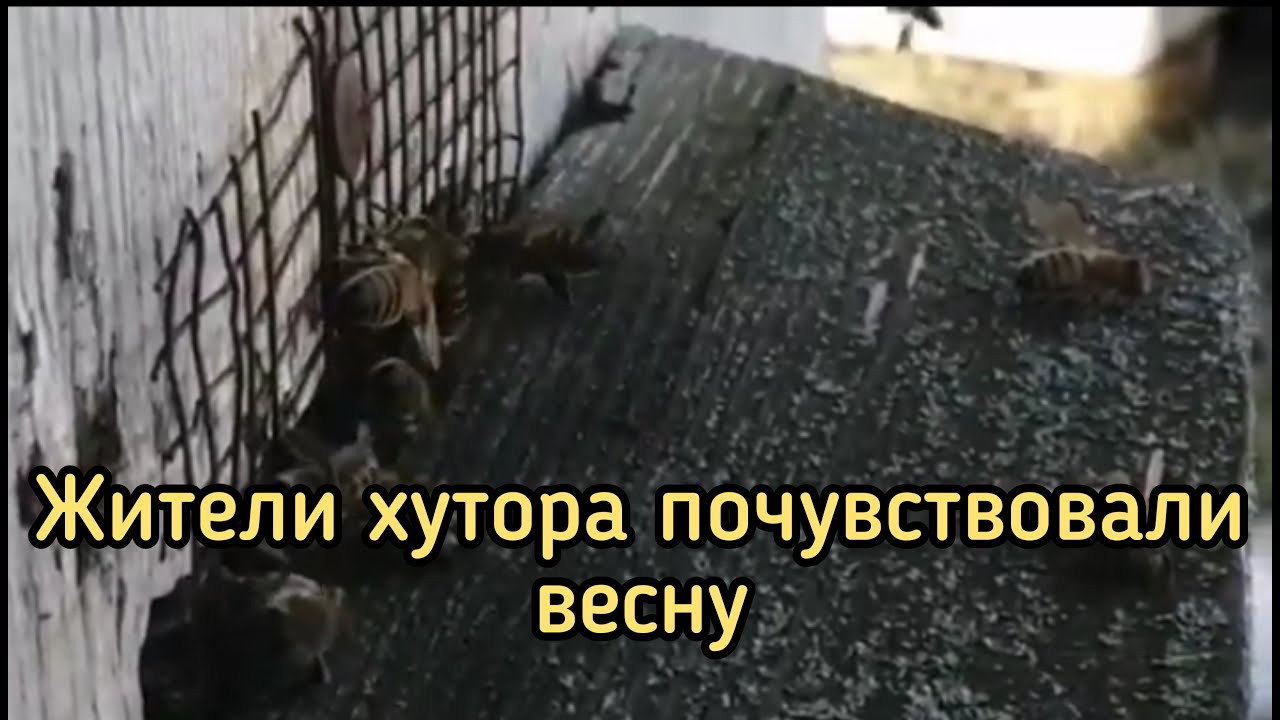 Привет с хутора. Рецепт домашней сметаны как из магазина