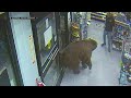 Bear Behavior in Stores