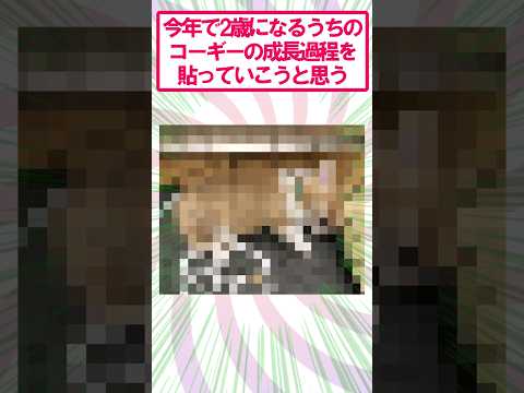 【2ch面白いスレ】コーギーの成長過程を公開するで#2ch #2ch面白いスレ