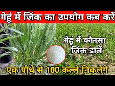 गेहूं में जिंक का उपयोग कब क्यों और कितनी मात्रा में करना चाहिए || Gehu me Zink ka upyog || Wheat