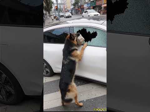 The dog was Helping The old Man But #kindness