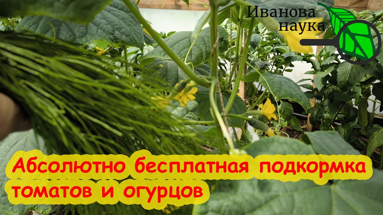 Любая подкормка в 100 раз сильнее с этой бесплатной добавкой! Эффективные подкормки всех растений.