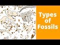 Fossil Formation and Types