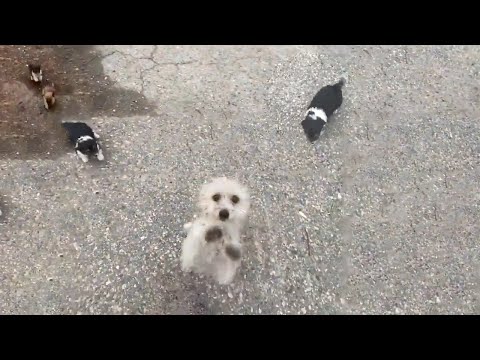 "Please Help Me" - A Homeless Dog Mom Befriended Me and Led Me to Rescue Her Puppies