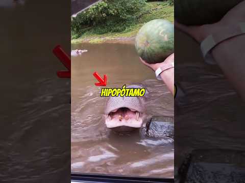 O HIPOPÓTAMO SÓ QUERIA JANTAR 🥲