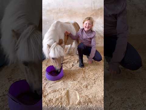 Mouse’s in his stable #horse #horsefan #showjumping #horselover #horsegirl #equestrian #shetland