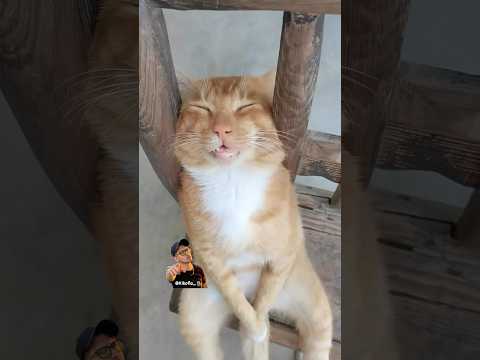 Michiii donde andasss🐱😴 #kikoflo #videochistoso #doblajemexicano #doblaje #michi