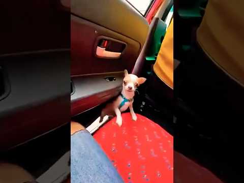 Totó Pulou Do Carro#comédia #Humor##Shorts