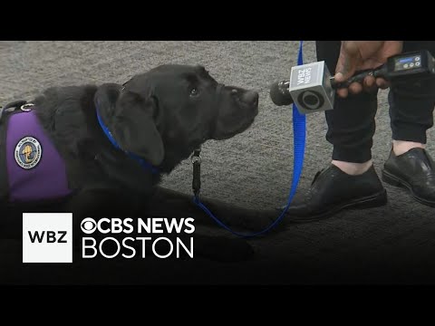 YouTube video thumbnail: Autism Center in Massachusetts Hosting Sensory-Friendly Petting zoo