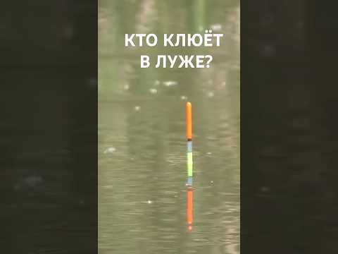 ЛУЖА ШОКИРУЕТ ВЕСНОЙ!!! Не думал поймать ТАКОЕ! Рыбалка 2025 #shorts