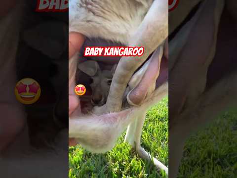 🔥🫵🏽Act of Kindness: Kangaroo Pregnant Mother 💪🏽🦘#animals #shorts #shortvideo