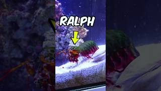 My Peacock Mantis Shrimp is Scary 😰🌈