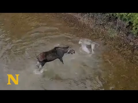 Drone Captures Scary Encounter Between A Wolf And A Moose
