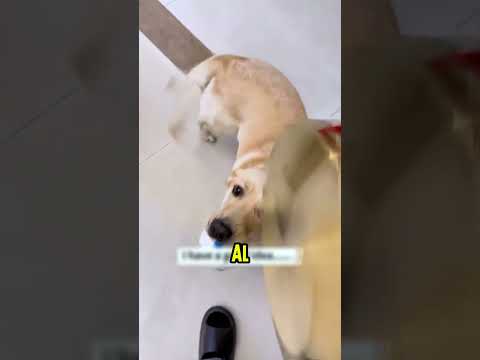 El perro que toca al ritmo de la música con su colita 🐶🎼 #shorts #shortsvideo