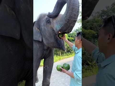 पापा ने हाथी 🐘को खिलाया तरबूज 🍉😲#shorts #viral #shortsviral #shortsfeed