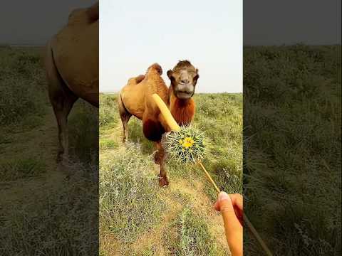 ক্ষুধার্ত উঠটি ক্যাকটাস ফলটি খেয়ে নিল🌵#camel