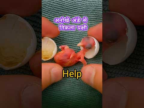 Rescue a baby bird 🐦