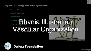 Rhynia Illustrating Vascular Organization