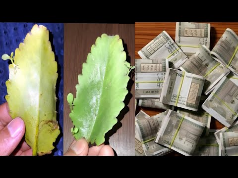 जहां मिले देखते ही तोड़ लेना यह फूल, मात्र 24 घंटे में बदल देगी आपकी दुनिया कर्ज़ मुक्ती धन बरसेगा//