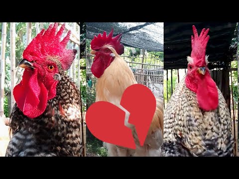 ÉSTOS 3 GALLOS SON LOS ÚNICOS EN TODO YOUTUBE QUE NO CONOCEN UNA GALLINA 😱😱😱