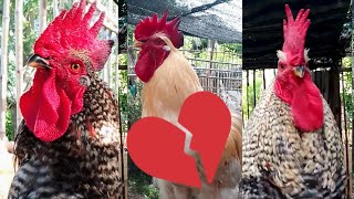 ÉSTOS 3 GALLOS SON LOS ÚNICOS EN TODO YOUTUBE QUE NO CONOCEN UNA GALLINA 😱😱😱
