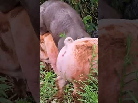 Duroc Male Pig is charging the Gilts. #pigs #animals #farming #freerange #shorts