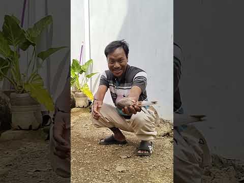 mau ketawa takut dosa video lucu bikin ngakak hiburan warga+62 short comedy funny videos memes